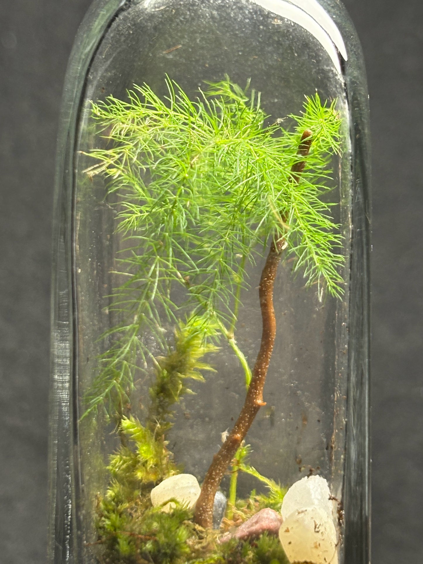 Terrarium