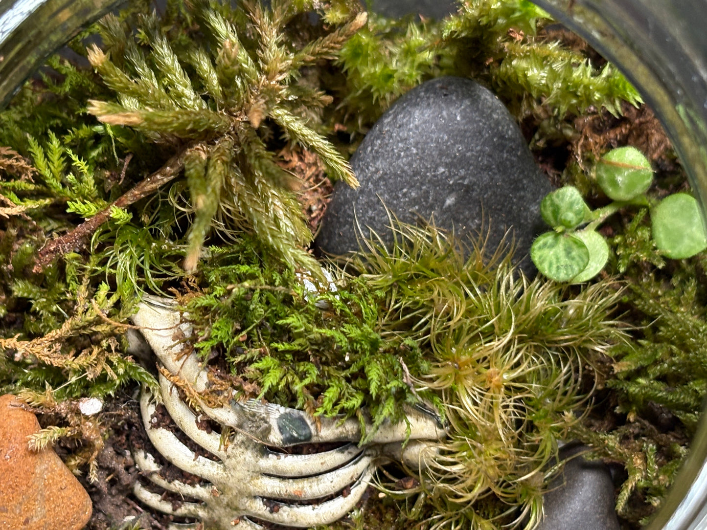 Terrarium