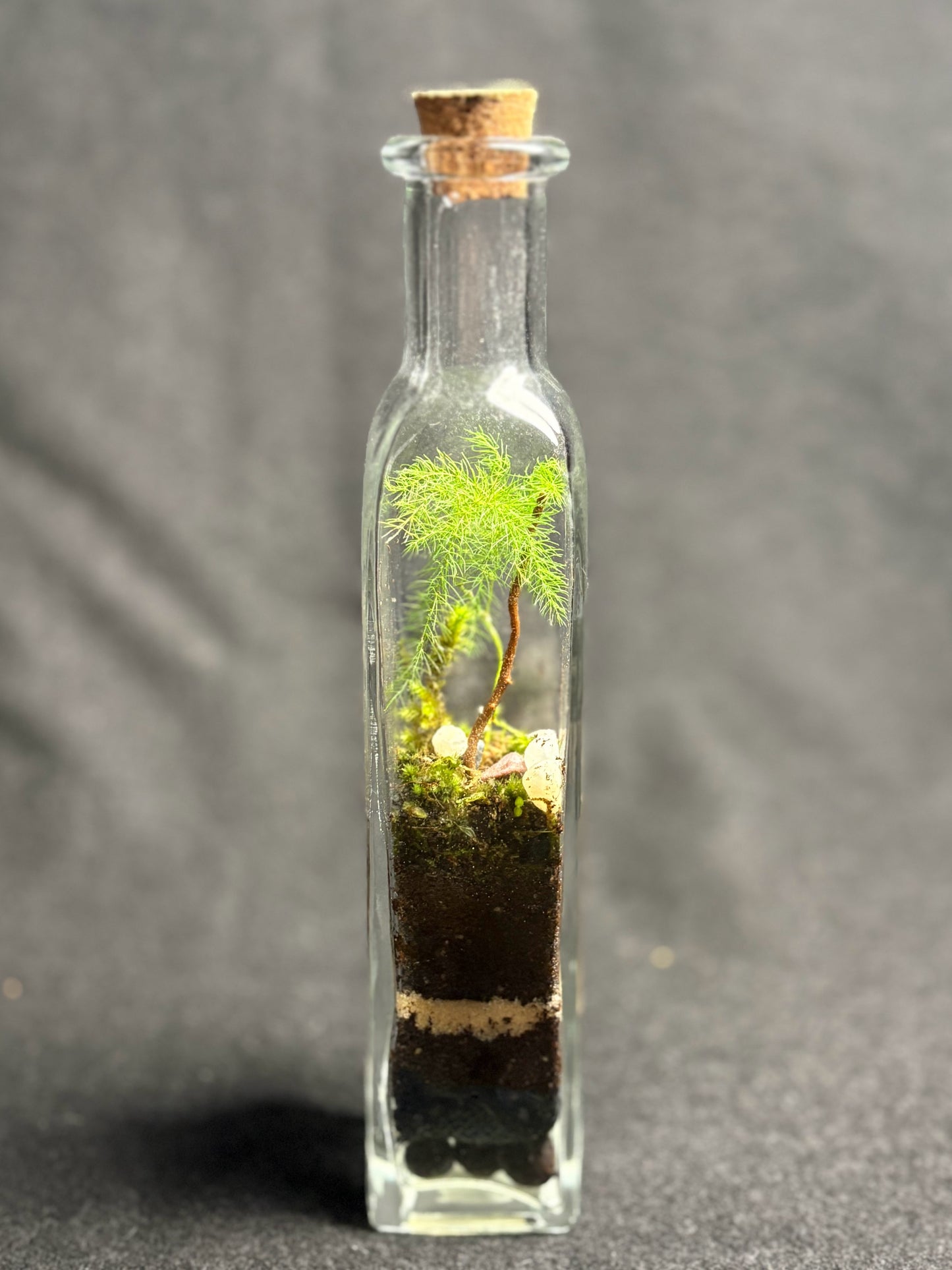 Terrarium