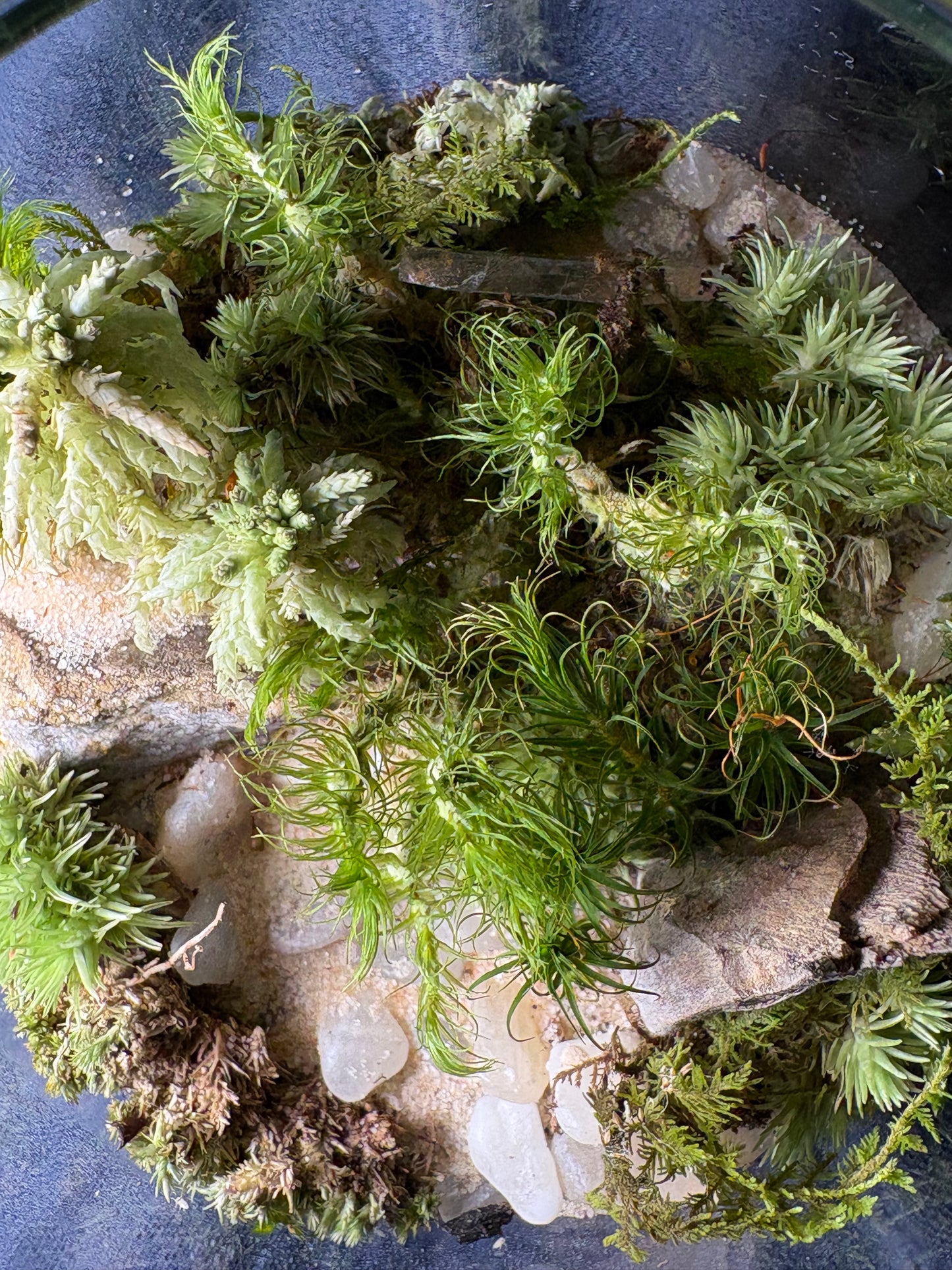 Terrarium