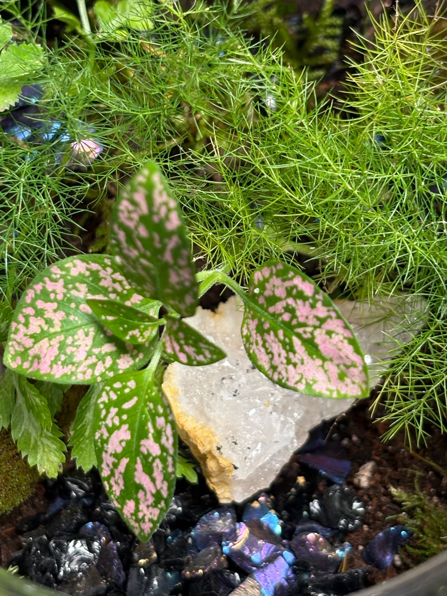 Terrarium