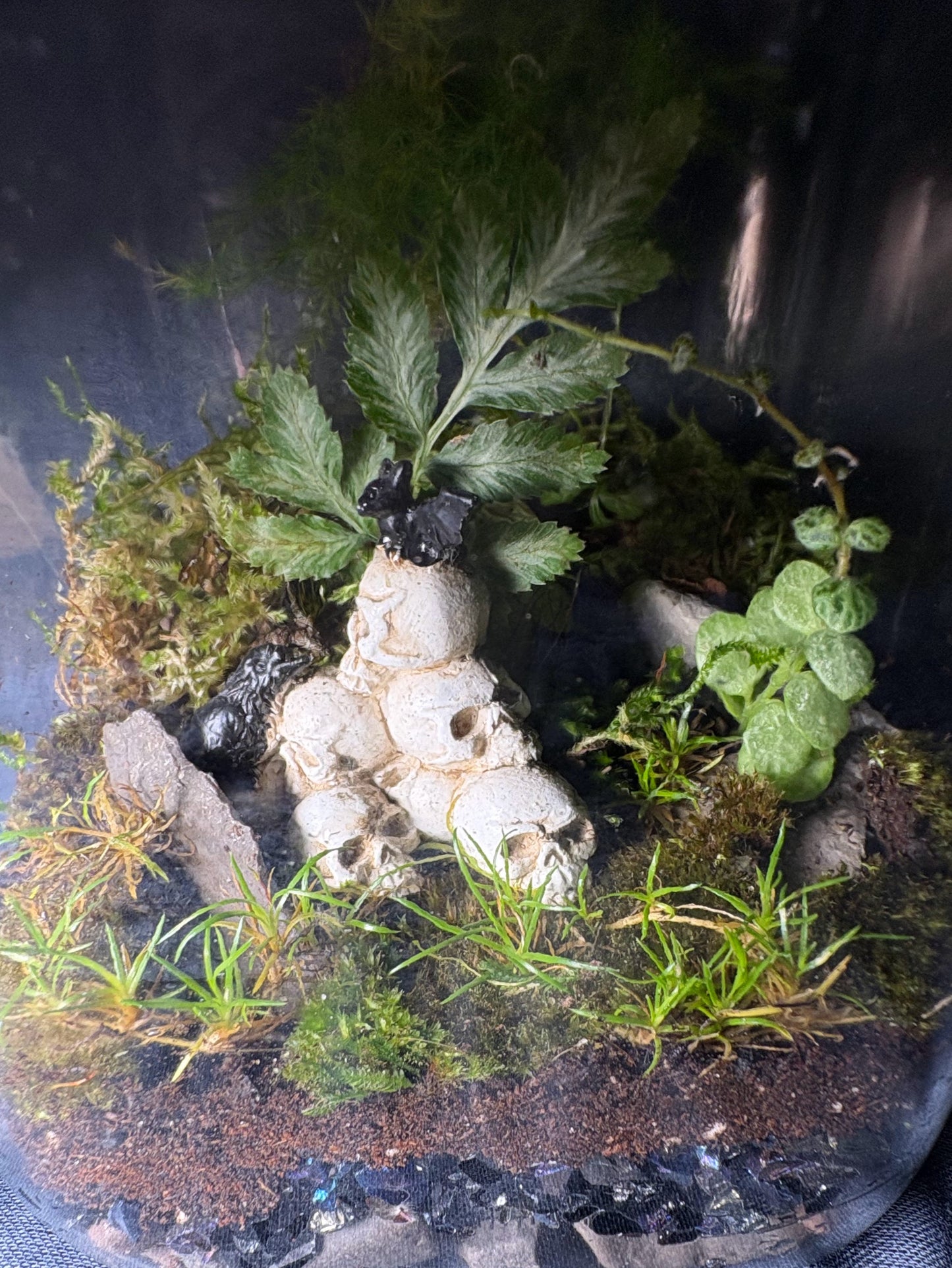 Terrarium