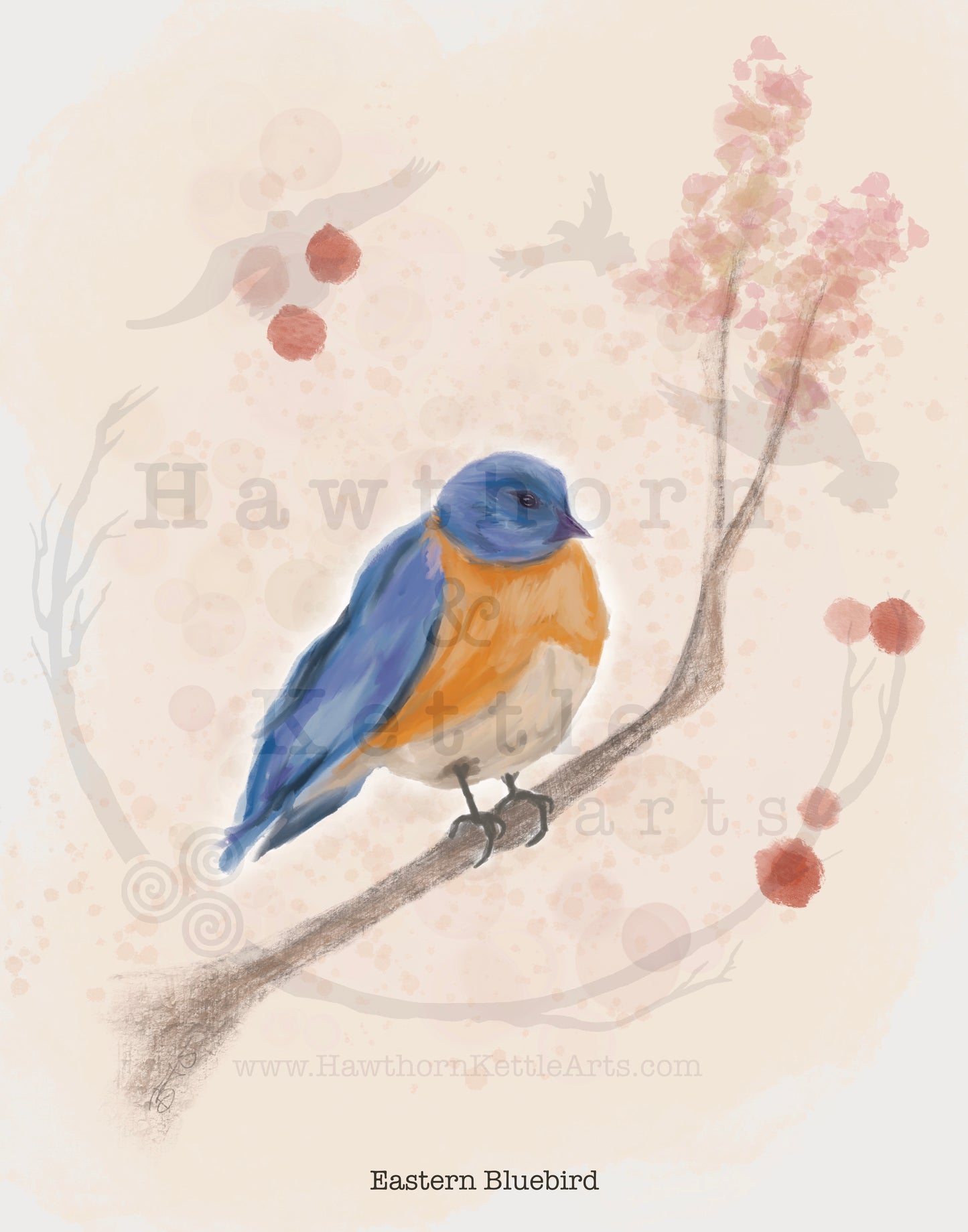 Eastern Bluebird