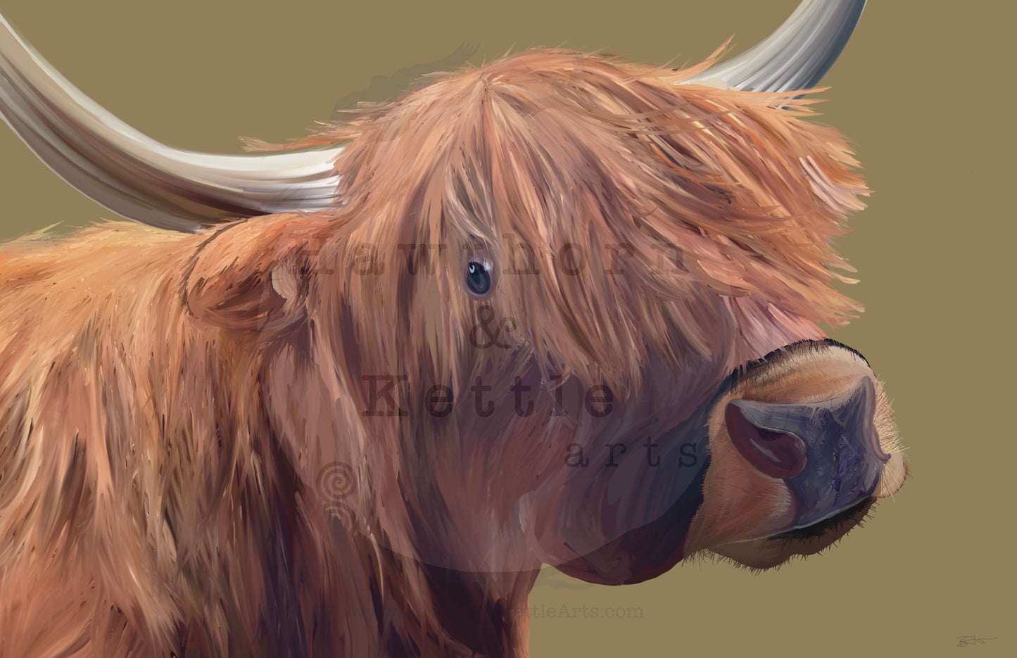 Highland Coo