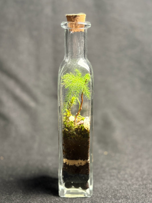 Terrarium